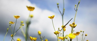 Så blir vädret i midsommar