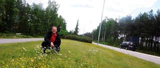 Stadsängar ska gynna den biologiska mångfalden