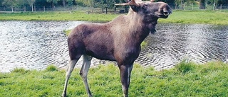 Lyckad sommarsäsong i älgparken