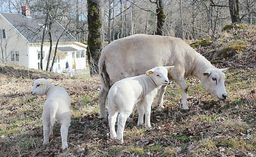 Labolina och hennes två lamm får gå utanför inhägnaden en stund för att leta gräs - en eftertraktad läckerhet så här års.