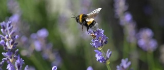 Han vill se fler blomsterängar