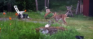 Här får de oväntat besök i trädgården