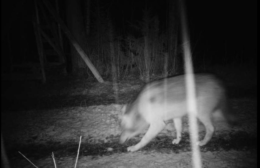 En varg rörde sig under onsdagskvällen i området kring Björnhult i Hultsfreds kommun och fångades av en viltkamera. Observationen har kontrollerats och bekräftats av Länsstyrelsen i Kalmar. 