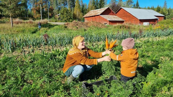 Nu dignar familjen Sandlunds köksbord av grönsaker