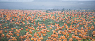 Inför Halloween – 2 000 ton pumpor ska plockas