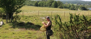 Inventering: Humlor och fjärilar visar på den biologiska mångfalden