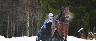 Zorro Swing fick bra läge i långlopp