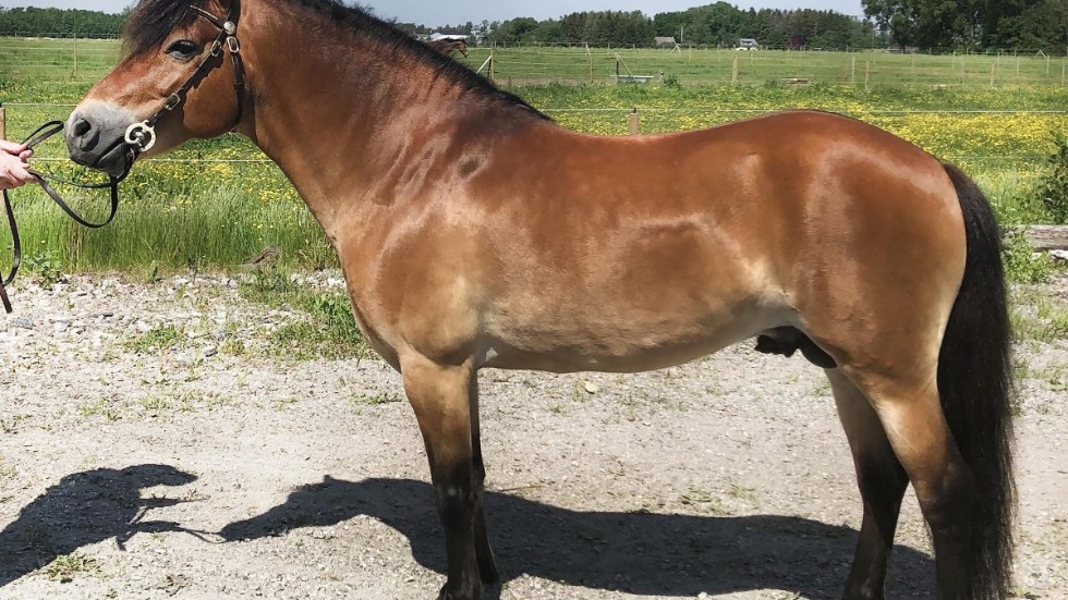 Matteus 683 är årets hingst på Lojsta hed. Hans far är Metod 590, och mor Dådra 4123.