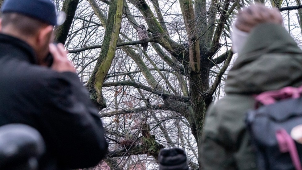 Många samlades i Malmö för att få en skymt av den ovanliga besökaren.