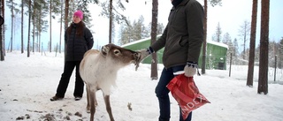 Mötte rennäringen på nära håll