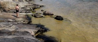 Nu blommar havet i Östergötland