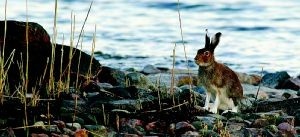 Fler naturguidningar  
planeras i Östergötland