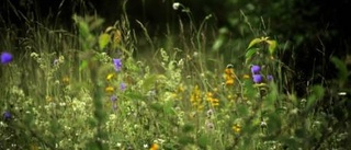 Här hittar du dina midsommarblomster