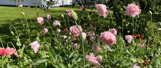 Läsarbilden: Så vackert rosa det blommar