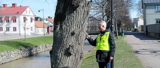 Arborist ska ställa diagnos på träden