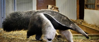 Parken Zoo får böta för Rozinskis rymning