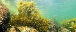 Kråmö – länets första marina naturreservat