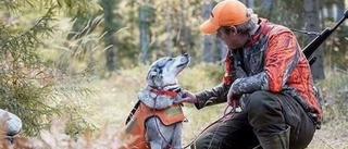 Marcus fick avliva påkörda vildsvin som lämnats på vägen