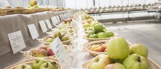 Färgglada dagar med frukterna i centrum