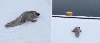 TV: Här tultar den lilla sälungen mot havet i Oxelösund – strax efteråt får den hjälp