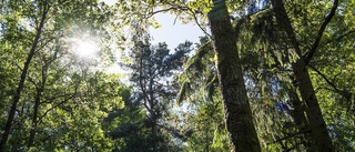 Oärliga löften om framtidens skog