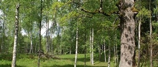 Finspång får två nya naturreservat