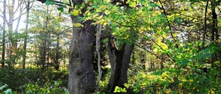 Skogen är vårt gröna guld