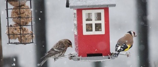 Ovanligt många fall av papegojsjuka