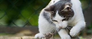 Hade katter trots förbud