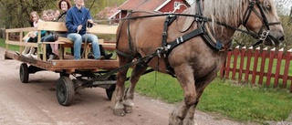 Häst och vagn genom trolsk skog