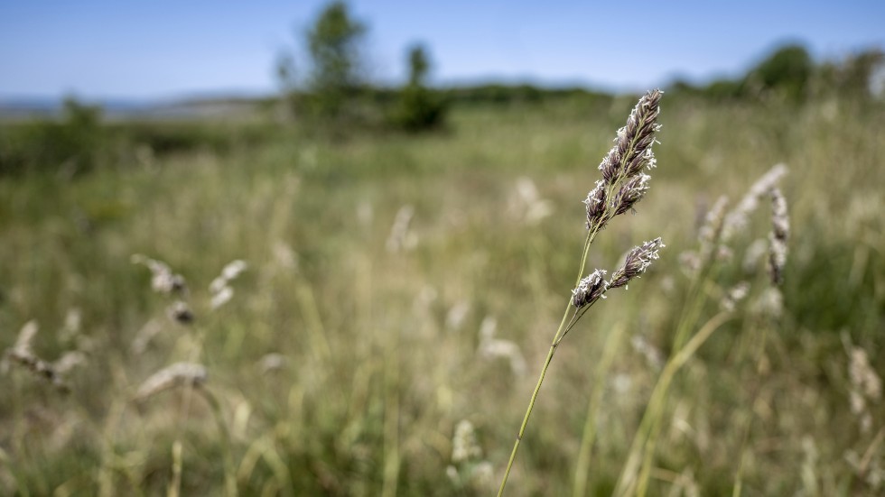 "Våra grödor kommer bytas ut till mer torktåliga alternativ, men det förändrar den biologiska mångfalden", skriver debattören, som menar att klimatarbetet går åt fel håll.