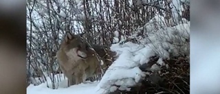 UNT TV: Här går vargen till attack