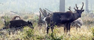 Rennäringen hotas av utslagning