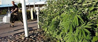 Cannabisodling på Boländerna