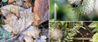 "Hellre lite skit i hörnen än ett rent helvete" • Städa inte bort viktiga insekter