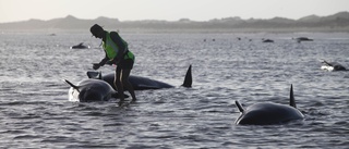 Nära 30 strandade valar dog i Nya Zeeland