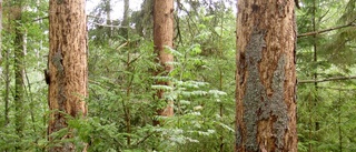 Skog för miljonbelopp hotas