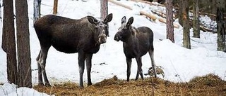 Viltet skadar skogen