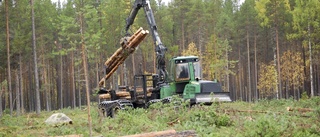 Skogen: ingen sänkning av lägsta ålder för avverkning i norr