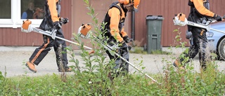 Positiv utveckling för Naturbruksgymnasiet i Burträsk – rektorn: ”Jag känner enorm glädje och framtidstro”