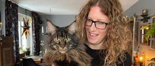 Social och lekfull Maine coon blev Årets lussekatt