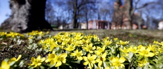 Insändare: Jag drömmer om en cykelfri park