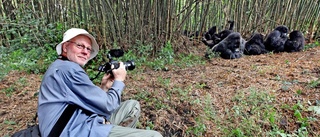 Rolf Agnestrands möte med bergsgorillorna – nu kommer dokumentärfilmaren till Flen