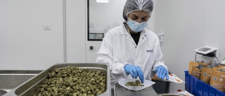 Schweiz legaliserar medicinsk cannabis