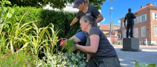 I parken vid Gustaf Adolfs plan blomstrar nu årets tema av sommarblommor