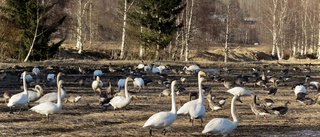 Läsarbilden: Vårfåglarna har anlänt!