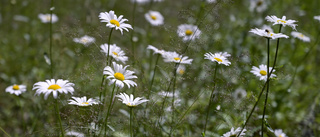 Låt era gräsmattor blomma     