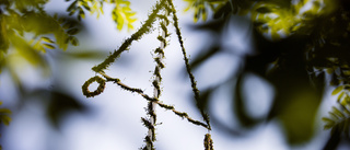 Regn på ingång – midsommarvädret osäkert