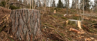 Högerpartierna bortser från forskning om skog