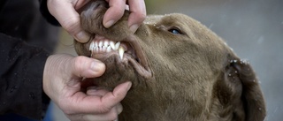 Kvinna biten av lösspringande hund